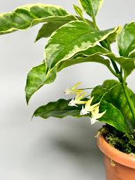 Image result for hoya multiflora