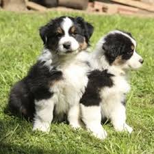 Border Collie Australian Shepherd Mix Black And Brown Characteristics Of The Australian Shepherd Border Collie Mix Collie Puppies Collie Mix Border Collie Puppies