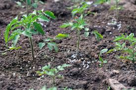 Ganz grob kann man sagen, dass alle gemüsearten, bei denen du die früchte erntest, also tomaten, kürbis und co. Tomaten Dungen Leicht Gemacht Infos Und Tipps Vom Profi