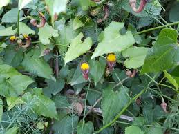 Image result for Aristolochia heppii