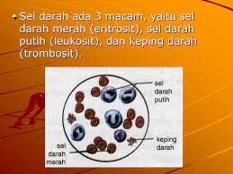 Hasilnya menunjukkan nilai kandungan unsur hara . 10 Bagian Darah Yang Cair Yang Tersusun Atas Protein Air Dan Bahan Organik Adalah Http Repositori Kemdikbud Go Id 20380 1 Kelas 20xi Biologi Kd 203 1 20 281 29 Pdf