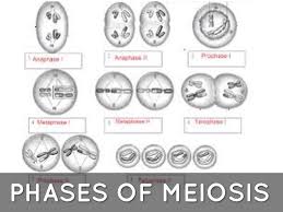 11 4 meiosis worksheet answer key june 9. Bio By Stephanie Dolmos