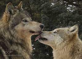 Alpha Male And Female Wolf By Tomljs Go4fotos Beautiful Wolves Wolf Pictures Wolf Photos