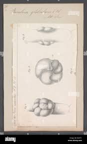 Image result for Elytrophorus globularis