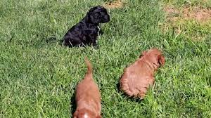 We do not/will not broker for other breeders. Dallas Cavapoo Puppy For Sale Keystone Puppies