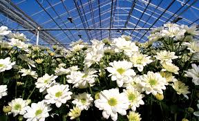 Ag Facts: Floriculture | Oklahoma Agriculture in the Classroom