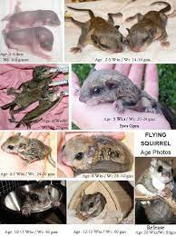 Care For Baby Flying Squirrels Flyers The Arc Animal Rehabilitation Center