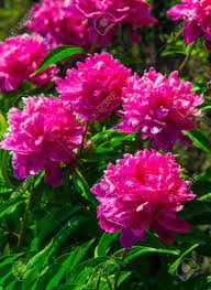 Kies uit een gevarieerd aanbod van vergelijkbare scènes. Peonies Flowers Peonies Flowering Bush Of Pink Tree Peony Stock Photo Picture And Royalty Free Image Image 92213977