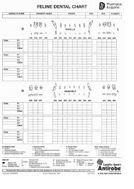 42 Right Printable Dental Chart