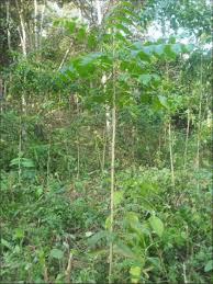 Image result for Brucea