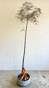 Image result for Brachyachne simonsii