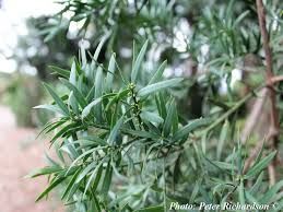 Image result for Afrocarpus