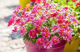 Zum beispiel wicken, dahlien, petunien, geranien, fuchsien, verbenen und buschmargeriten setzen durch diesen gärtnertrick ihre blüte lange fort. Wie Pflanze Und Pflege Ich Balkonpflanzen Ratgeber