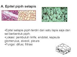 Maybe you would like to learn more about one of these? Jaringan Hewan Bahan Ajar Power Point Untuk Biologi