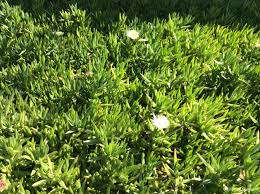 Image result for Carpobrotus