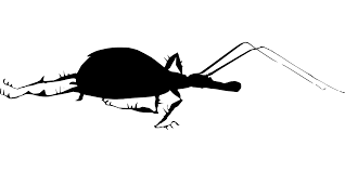 7.2 memastikan kembali kebutuhan warna. Svg Kecantikan Bug Lakaran Serangga Imej Ikon Svg Percuma Svg Silh