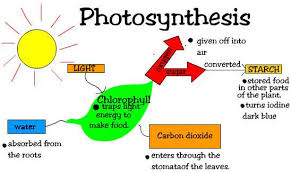 Dec 19, 2015 · plants have chlorophyll that uses sunlight to gather energy. Photosynthesis And Food Chains Sacramento Tree Foundation