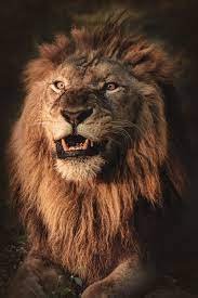 Disney never believed this now classic movie would be a success. 750 Lion King Pictures Download Free Images On Unsplash