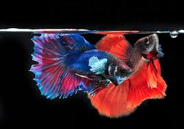 Mancing udang galah dapat monster ikan patin sungai batanghari. Cara Budidaya Ikan Cupang Untuk Pemula Lengkap Dengan Gambar