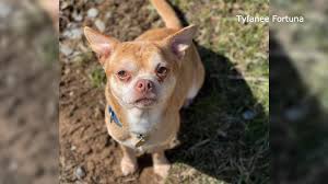 Please take a moment to read the information below before starting the application process. Dog Foster Parent Living In Demonic Chihuahua Hellscape Writes Viral Adoption Post