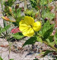 Fleur De La Baie D Authie En 2020 Fleurs Baie Toutes Les Fleurs