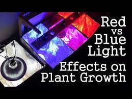 Experiment Red Light Vs Blue Light How Spectrums Affect Plant Growth Led Vs Cfl Youtube Plant Growth Best Led Grow Lights Light Blue