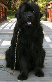 Big Black And Brown Dog Breeds Pin By Daughter Of The King On Mascotitas Large Dog Breeds Dog Breeds Dogs