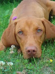 Vizsla Those Eyes Vizsla Dogs Vizsla Vizsla Puppies