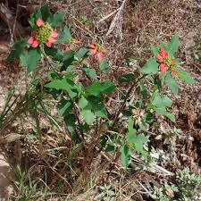 Image result for Euphorbiaceae