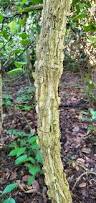 Image result for Cissus petiolata