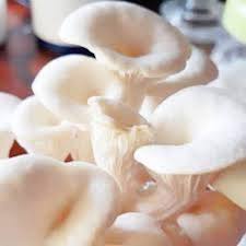 Top view of oyster mushroom isolated on white background pleurotus ostreatus, the oyster mushroom, is a common edible mushroom. Grenfel Asha Edible Oyster Mushroom Spawn With Pp Bags 400 G White Buy Online In Burkina Faso At Burkinafaso Desertcart Com Productid 165142823