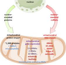 Maybe you would like to learn more about one of these? Frontiers Ncrnas New Players In Mitochondrial Health And Disease Genetics