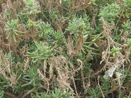 Image result for Suaeda sp. B