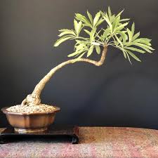 Image result for Cussonia natalensis