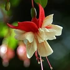 Flowers found growing wild in india, and not known to be brought from. 43 Indian Flowers Ideas Indian Flowers Different Types Of Flowers Flowers
