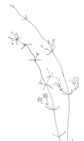 Image result for Janusia