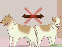 Now that you have considered size, breed, age, activity level, and personality, you will need to determine where to get your dog. 3 Ways To Keep Both Dogs Safe While Mating Them Wikihow