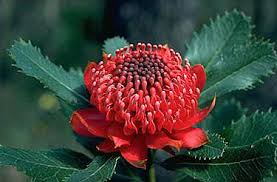 I have several recommendations of fertilizers in this section and have used all of them with great results. Growing Waratahs Australian Plant Information
