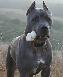 We did not find results for: Best Roman Dog Names For My Cane Corso Pethelpful
