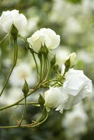 I fiori, bianchi, sono molto profumati, le foglie piccole e sempreverdi. Fiori Bianchi 15 Idee Per Un Giardino Luminoso Guida Giardino