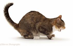 Kedilerde Oksurme Kedi9 Com