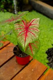 Image result for Caladium