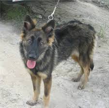 Contact oregon border collie breeders near you using our free border collie breeder search tool below! German Shepherd Border Collie Mix Collie Mix Border Collie Puppies Border Collie Mix