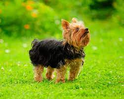 Yorkshire terrier sind sehr angenehme haushunde und lieben fernsehabende am sofa. Yorkshire Terrier Vom Rattenjager Zum Familienhund Mydog365 Magazin