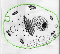 Chloroplasts function in photosynthesis and can be found in eukaryotic cells such this is the major difference between plants and animals: Quia Gbio Section 7 2 Eukaryotic Cell Structures Cell Wall And Membrane From 7 3