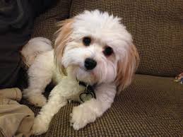 Pt havanese and newfies, southington, ohio. Havanese Dog For Sale Petfinder