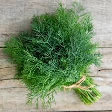 Image result for Anethum