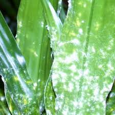 観葉植物の害虫駆除方法と虫がつきにくい品種7選 ひとはなノート