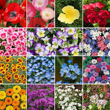 Free shipping for many products! Low Grow Wildflower Seed Mix