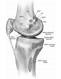Pain onset is typically insidious. Ligaments Of The Knee Recon Orthobullets